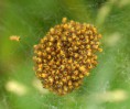 /album/araneidae/araneus-sp-1-jpg/